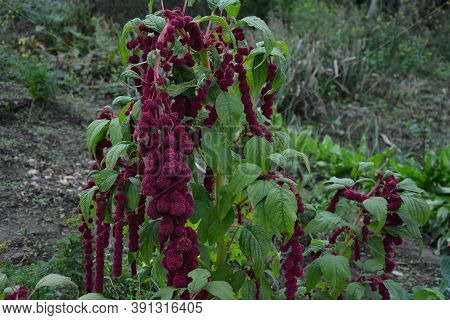 Amaranth Is Cultivated As Leaf Vegetables, Cereals And Ornamental Plants .