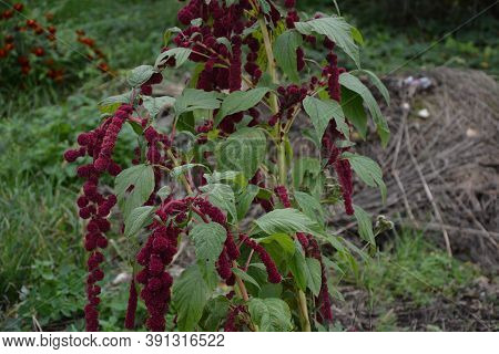 Amaranth Is Cultivated As Leaf Vegetables, Cereals And Ornamental Plants .