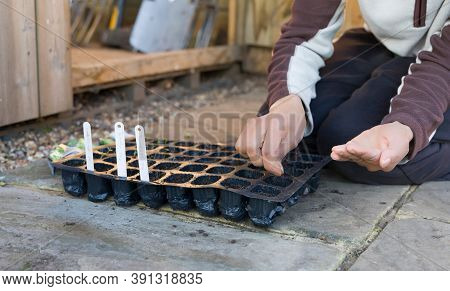 Woman Sowing Seeds In A Seed Tray In A Uk Garden