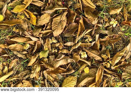 Beautiful Autumnal Background Of Fallen Leaves And Beech Nuts On Ground. Deciduous Forest. European 