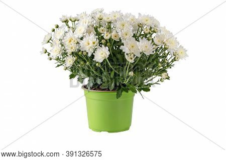 Chrysanthemum Multiflora Bush In The Pot Isolated. White Flowers And Buds Autumnal Bouquet.