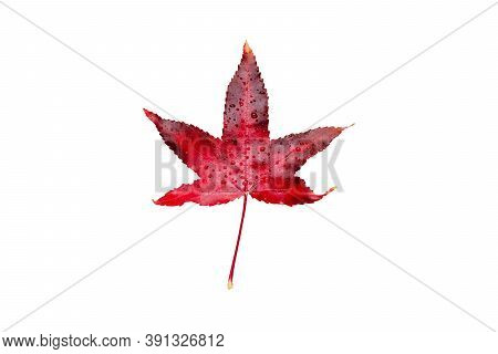 Red Autumn Leaf With Water Drops Isolated On White. American Sweetgum Fall Coloring.