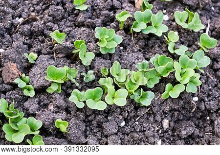 Top Macro View Of Radish Microgreens Growing In Soil