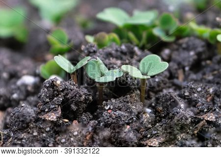 Three Radish Shoots With A Blurred Background
