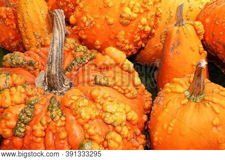 A Background Of Various Bumpy Warty Pumpkins And Squashes