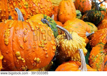 A Background Of Various Bumpy Warty Pumpkins And Squashes