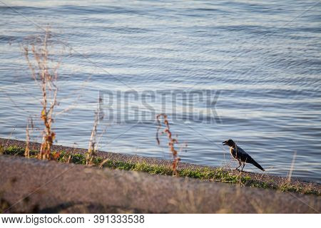 Focus On A Hooded Crow, A Black And Grey Crow Bird From The Corvidae Family, Also Called Corvus Corn