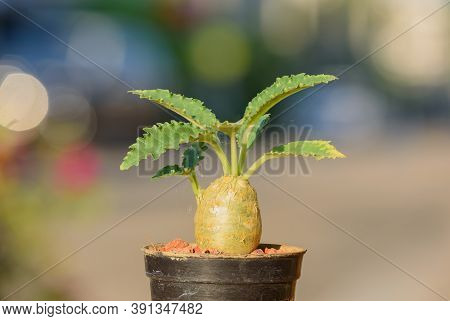 Young Dorstenia Cactus Flower In Flowerpot And Spider Web