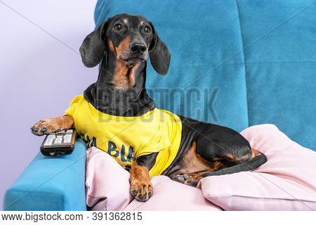 Lazy Dachshund Dog In Yellow T-shirt Is Lying On Couch On The Pillow At Home With Remote Control Bet