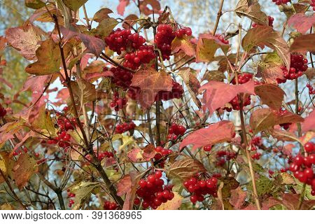 Red Viburnum Bunch With Ripe Berries Hangs On The Branch In Front Blur Autumn Background Closeup Vie