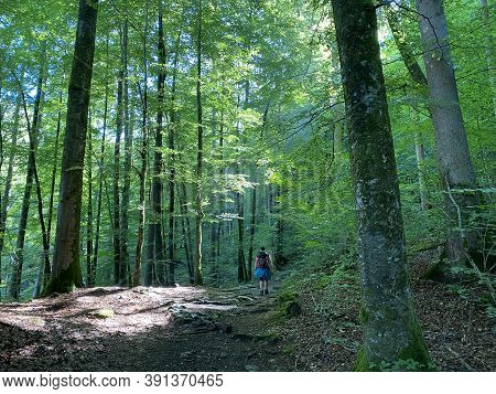 View Of The Sky And Sun Through The Trees In The Mixed Forest Of The Giessbach Nature Park, Brienz -