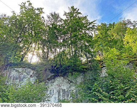 View Of The Sky And Sun Through The Trees In The Mixed Forest Of The Giessbach Nature Park, Brienz -