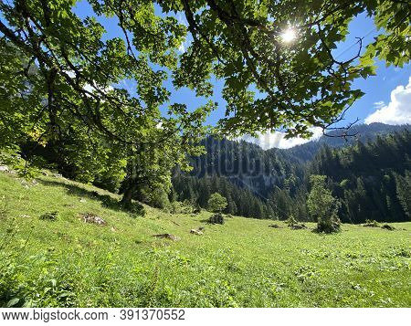 View Of The Sky And Sun Through The Trees In The Mixed Forest Of The Giessbach Nature Park, Brienz -