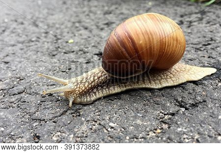Small Garden Snail In Shell Crawling On Wet Road, Slug Hurry Home. Snail Slug Consist Of Edible Tast