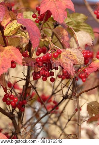 Red Viburnum Bunch With Many Ripe Berries Hangs On The Branch In Front Blur Autumn Background Vertic