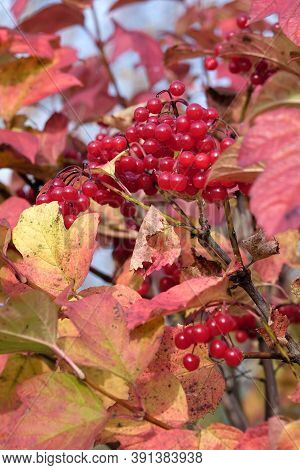 Red Viburnum Bunch With Many Ripe Berries Hangs On The Branch In Front Blur Autumn Background Vertic