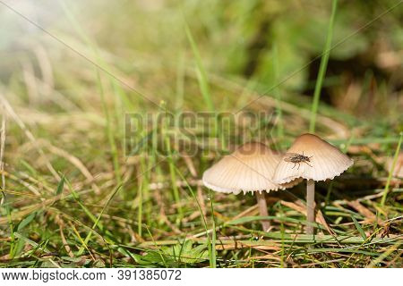 Pair Of Earthy Inocybe Wild Poisonous Mushrooms With Insect On The Cap.