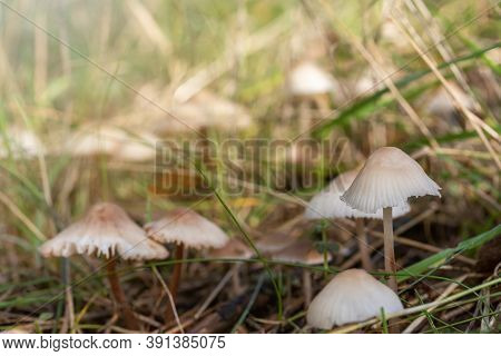 Group Of Earthy Inocybe Wild Poisonous Mushrooms Closeup In Autumn Nature.