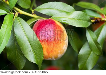 Fresh Peach Tree. Peaches Ripe For Picking In A Peach Orchard. Ripe Sweet Peach Fruits Growing On A 