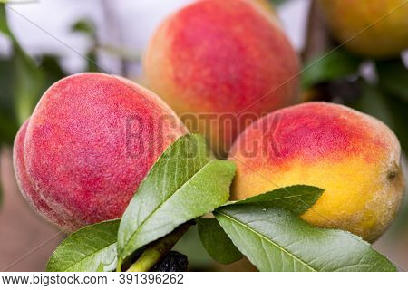 Fresh Peach Tree. Peaches Ripe For Picking In A Peach Orchard. Ripe Sweet Peach Fruits Growing On A 