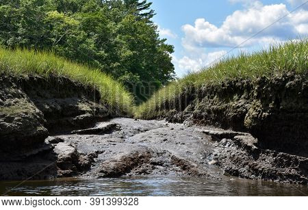 Tidal Waterway Thick With Mud And Marsh Grass.