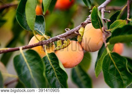 Persimmon Tree With Many Persimmons In Autumn. Persimmons That Are Ripened On The Branches
