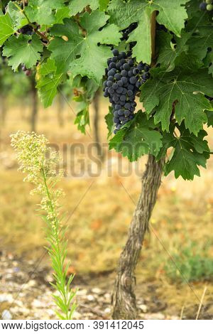 Vineyards In Autumn Harvest. Large Bunches Of Red Wine Grapes In Sunny Day. Nature Background.