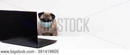 Pug Dog In Medical Mask Works As A Doctor At A Laptop. Concept Of A Doctor Dog