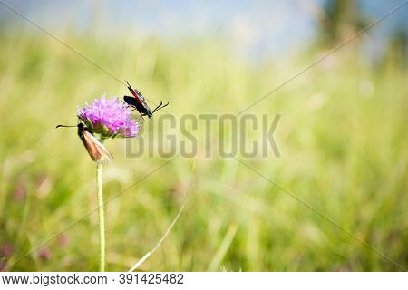 Scarlet Tiger Moth On Clover Flower Close Up. Nature Background