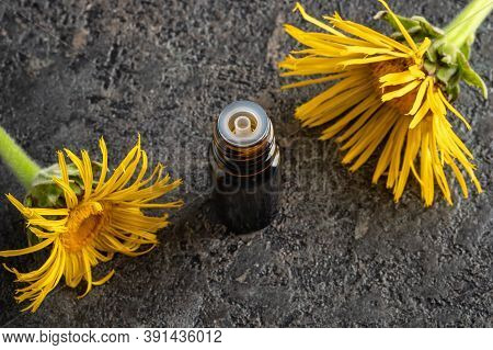 A Dark Bottle Of Essential Oil With Fresh Elecampane Or Inula Helenium Plant
