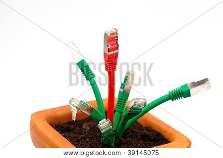 varie cavo di rete in un vaso di fiori. simbolico della banda larga e lo sviluppo di internet.