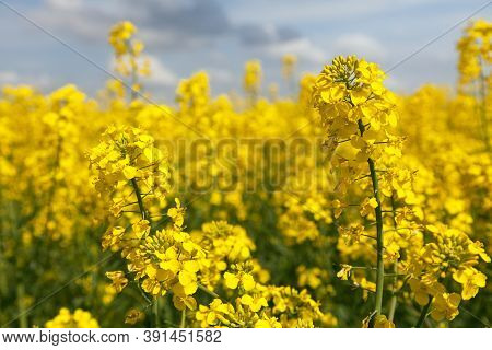 Detail Of Flowering Rapeseed Rape Seed Canola Or Colza Field In Latin Brassica Napus, Plant For Gree