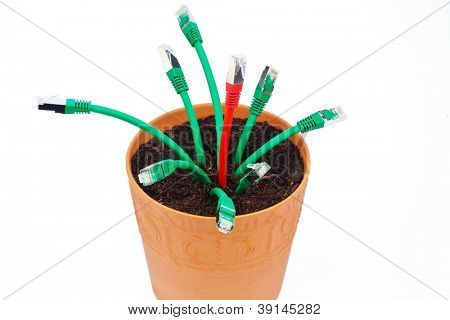 varie cavo di rete in un vaso di fiori. simbolico della banda larga e lo sviluppo di internet.
