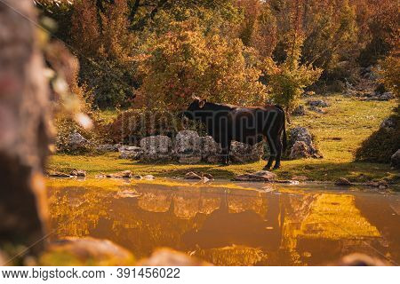 Black Cow With Horns Standing Near A Small Water Lake In Autumn, Yellow Colors Dominating The Surrou