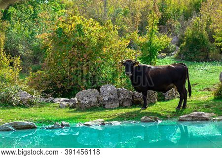 Brown Cow Standing On The Edge Of A Bright Blue Tiny Pond. Bright Green Colors Of The Sourrounding A
