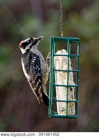 Downy Woodpecker (dryobates Pubescens) On The Feeder With Suet
