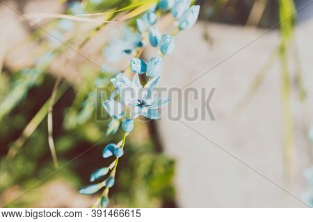 Native African Corn Lillies Ixia Plant With Blue Flowers Outdoor In Sunny Backyard Shot At Shallow D