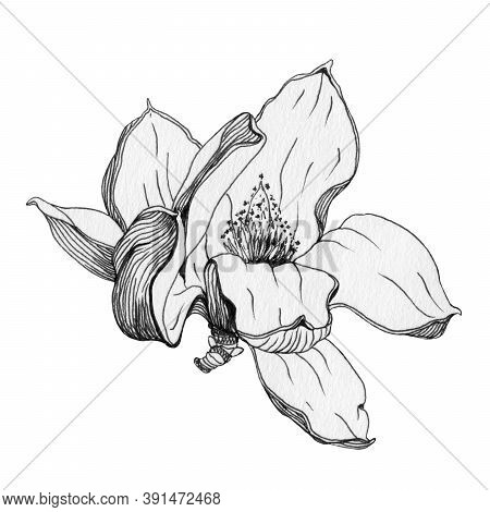 Magnolia Flower Black Ink Grapic Illustration. Hand Drawn Graphics Image Of A Spring Magnolia Beauti