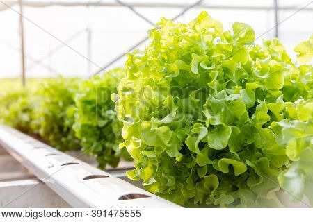 Hydroponic Vegetables Grow Soilless And Grow In Plastic Troughs With Liquid Fertilizer For Growing V