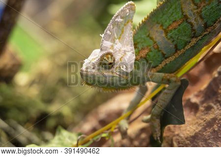 Green Chameleon Close-up Sitting On A Branch In The Zoo