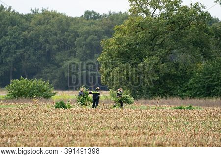 Ravenswoud - October 15 2020: Ravenswoud, Friesland, The Netherlands. Marijuana Is Collected From A 