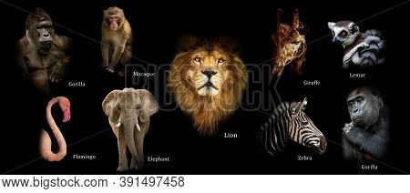 Poster With Animals Gorilla, Macaque, Flamingo, Elephant, Lion, Giraffe, Lemur, Zebra, Gorilla. Anim