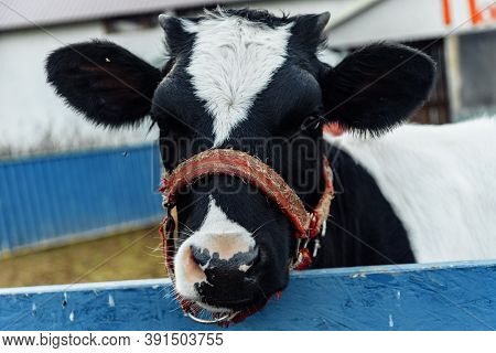 Little Calf In Corral At Ranch Farm, Cub Calf, Dairy, Farming.