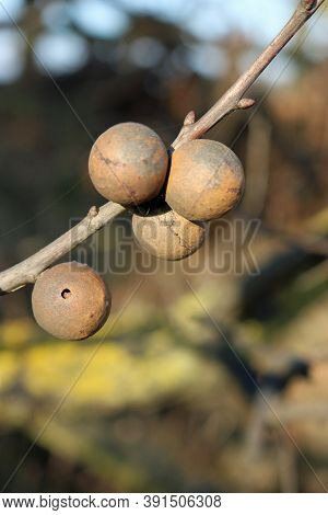 Oak Marble Galls Produced By The Gall Wasp, Andricus Kollari, One With Small Round Exit Hole, On A T