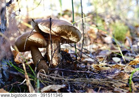 A Couple Of Closely Growing Boletus. In The Forest, Near The Tree, Surrounded By A Layer Of Fallen L