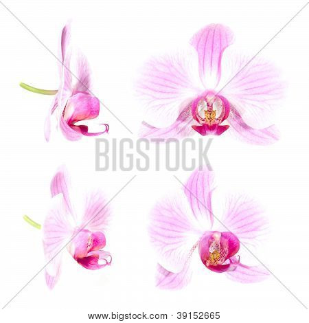Růžová orchidej izolované (různá zobrazení)