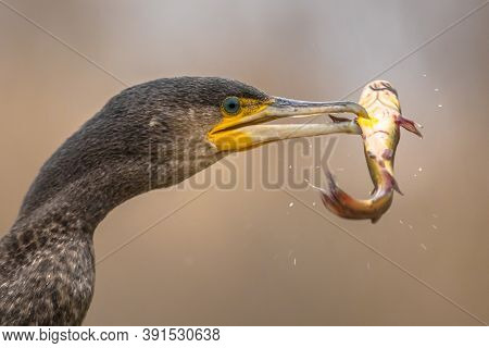 Great Cormorant (phalacrocorax Carbo) Eating Black Bullhead (ameiurus Melas) Caught In Lake Csaj, Ki