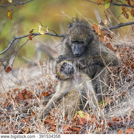Chacma Baboon Female Delousing Young In Kruger National Park, South Africa ; Specie Papio Ursinus Fa