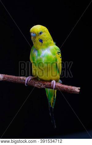 Yellow And Green Budgie, Budgie Sits On A Wooden Stick. Black Background