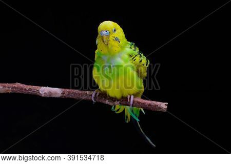 Yellow And Green Budgie, Budgie Sits On A Wooden Stick. Black Background